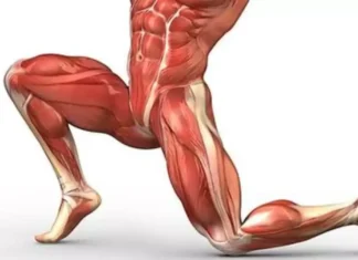 3 Best Stretching Exercises to Strengthen Your Hip Flexors
