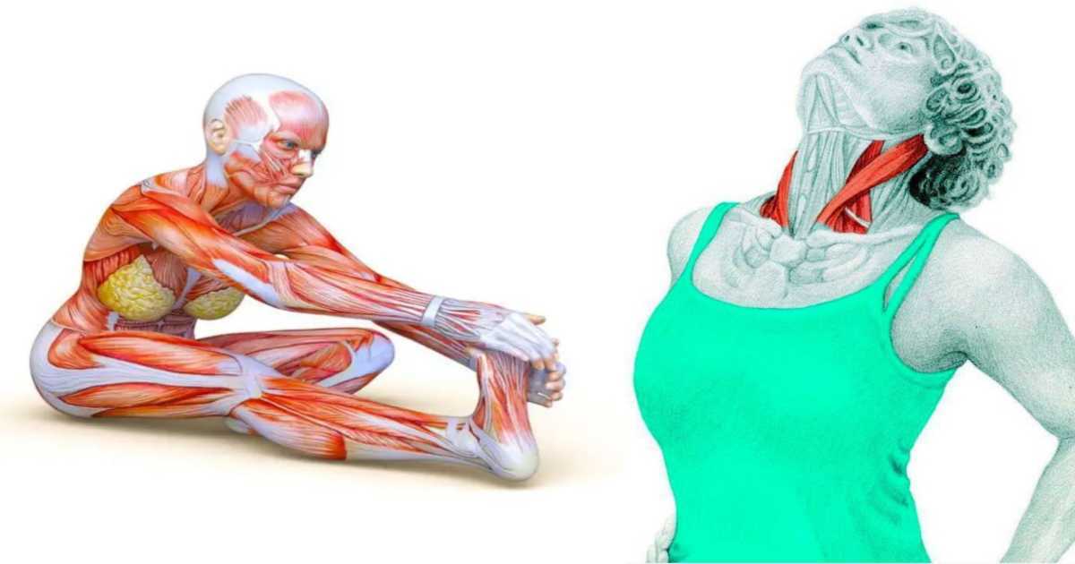 50-stretching-exercises-that-effectively-stretch-the-muscles-of-the-whole-body