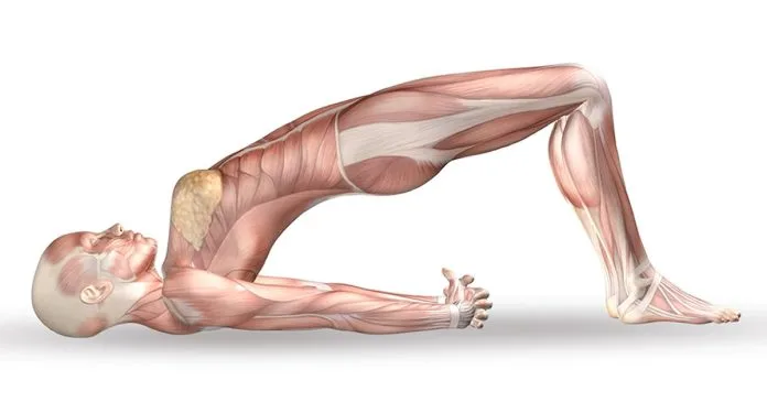 8 Stretching Exercises To Become As Flexible As a Cat in 4 Weeks