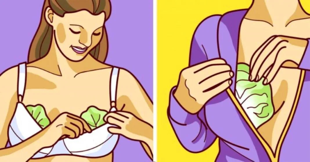 Why Women Put Cabbage Leaves On Breast Will Surprise You!
